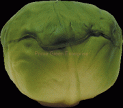 stress cabbage