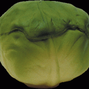 stress cabbage