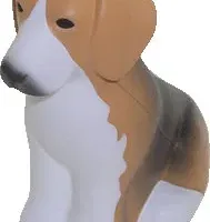 beagle dog