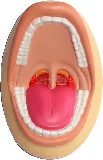 STRESS MOUTH WITH TONSILS