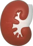 ANTI STRESS KIDNEY