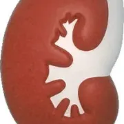 ANTI STRESS KIDNEY